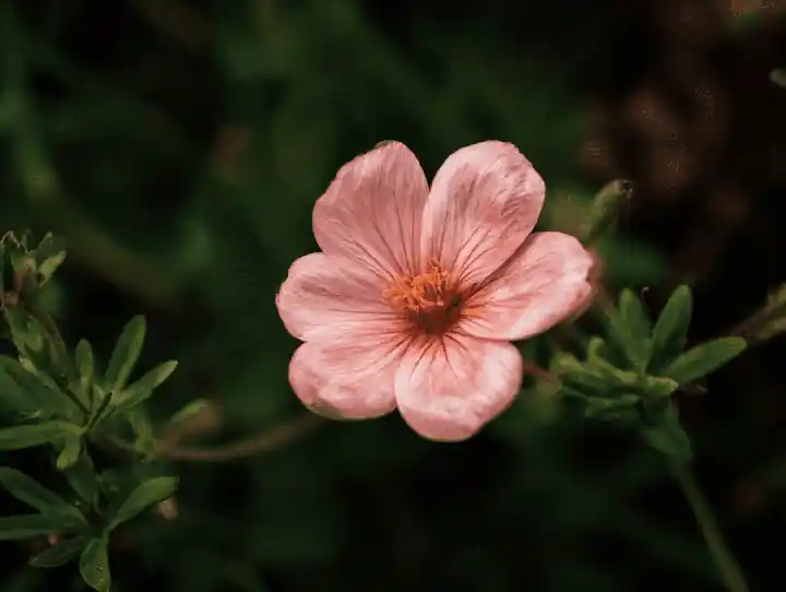 A close-up of a pink flower with detailed petals